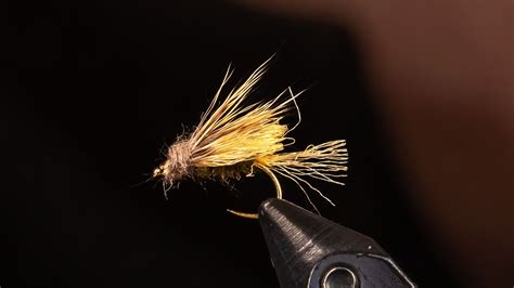 caddis fly blog